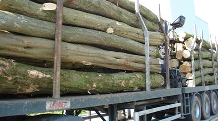 BOIS NORD: Lading boomstammen beuk en haagbeuk