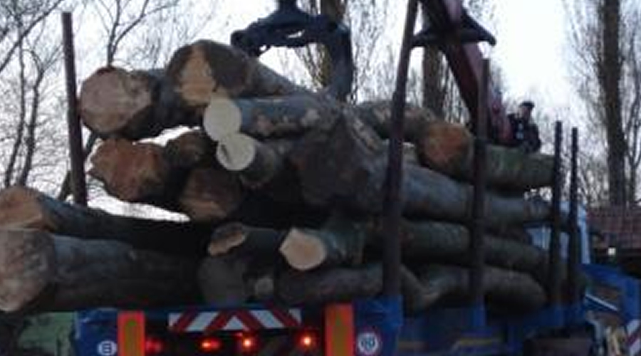 BOIS NORD: Lading lossen beukenstammen