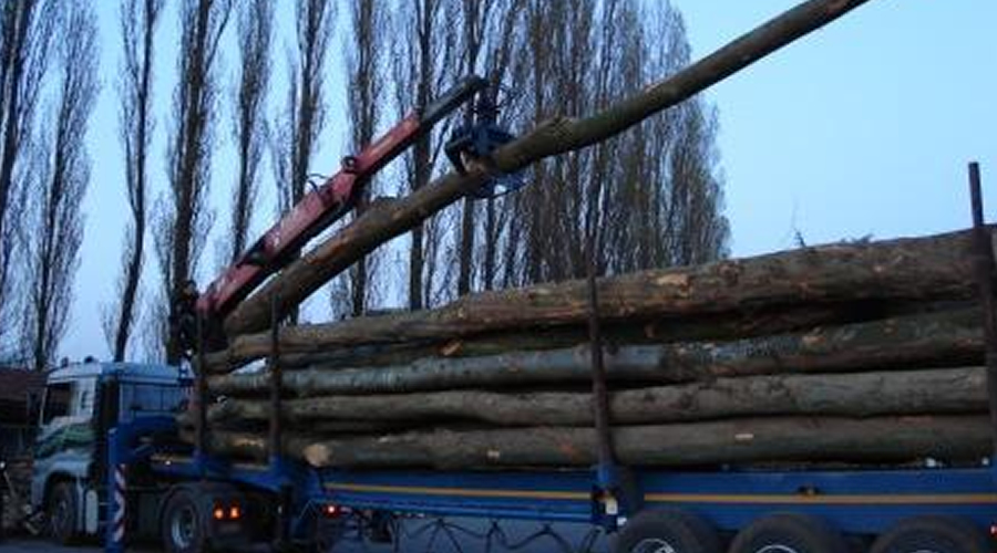 BOIS NORD: Lading lossen lange stammen
